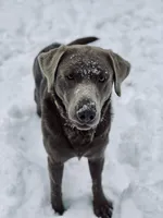 Ella , a female Labrador Retriever for sale in Post Falls, ID – Photo 3 of 7