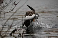 Ella , a female Labrador Retriever for sale in Post Falls, ID – Photo 7 of 7