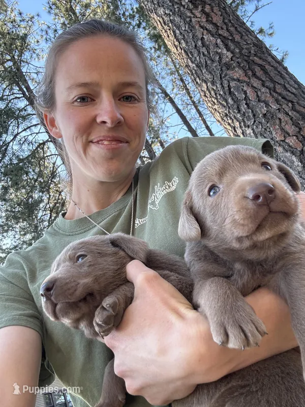 Lainey , a male Labrador Retriever for sale in Post Falls, ID – Photo 1 of 1