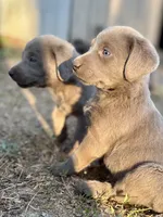 Lily , a female Labrador Retriever for sale in Post Falls, ID – 1 of 2