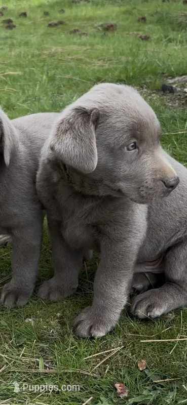 Ruger  – Labrador Retriever puppy for sale in Post Falls, ID