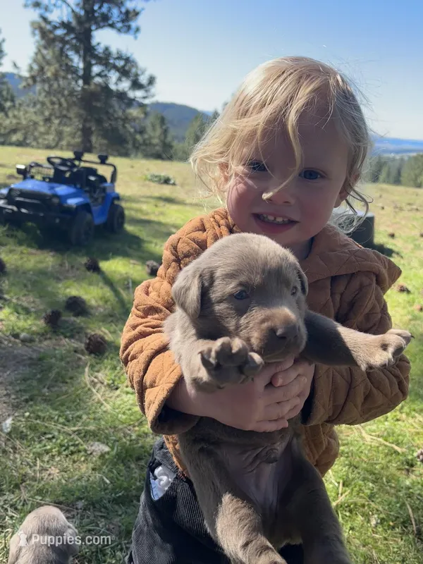 Ruger  – Labrador Retriever puppy for sale in Post Falls, ID