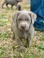 Ella , a female Labrador Retriever for sale in Post Falls, ID – 8 of 8