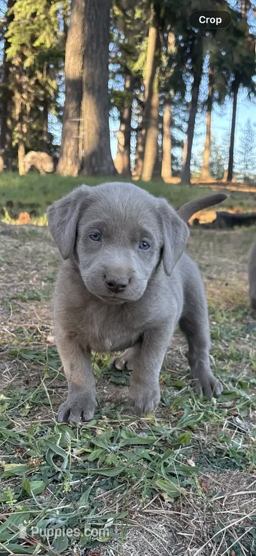 Ruger  – Labrador Retriever puppy for sale in Post Falls, ID