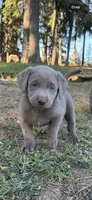 Lily , a female Labrador Retriever for sale in Post Falls, ID – 2 of 2