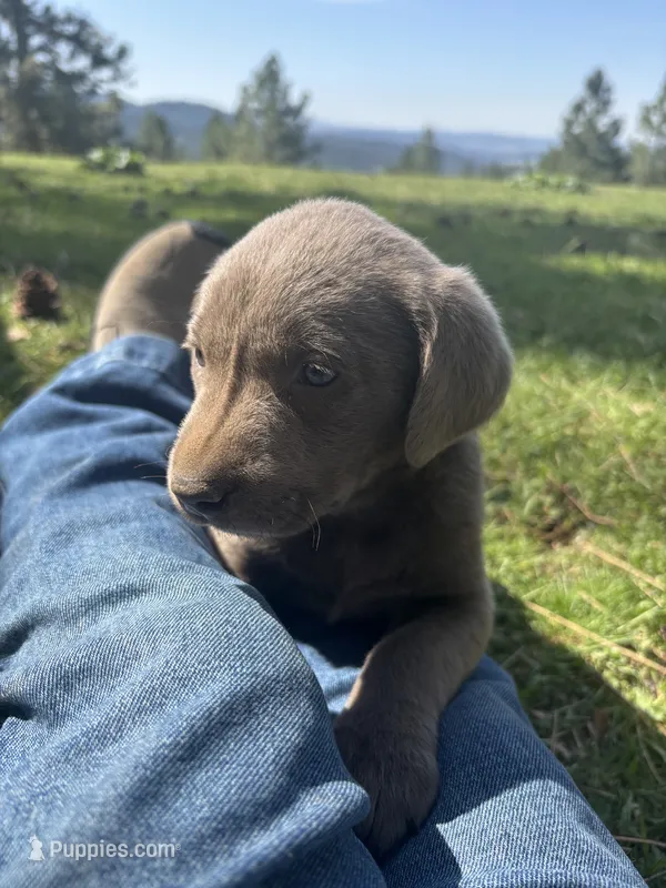 Lizzy  – Labrador Retriever puppy for sale in Post Falls, ID