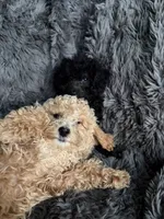 Winston , a male Cavapoo for sale in Lonsdale, MN – 6 of 9