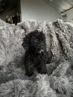 Cody , a male Cavapoo for sale in Lonsdale, MN – 2 of 6