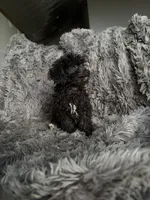Dottie, a female Cavapoo for sale in Lonsdale, MN – 3 of 8