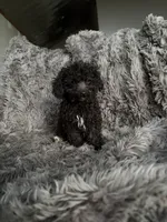 Dottie, a female Cavapoo for sale in Lonsdale, MN – 4 of 8