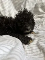 Jack, a male Miniature Goldendoodle for sale in Lonsdale, MN – 4 of 4