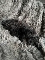 Dottie, a female Cavapoo for sale in Lonsdale, MN – 7 of 8