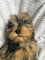 Koda, a male Cavapoo for sale in Lonsdale, MN – 3 of 5