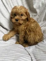 Roxie , a female Cavapoo for sale in Lonsdale, MN – 2 of 4