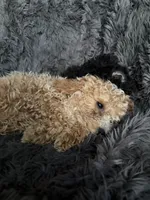 Winston , a male Cavapoo for sale in Lonsdale, MN – 7 of 9