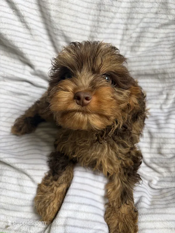 Baxter – Cavapoo puppy for sale in Lonsdale, MN