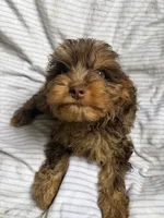 Baxter, a male Cavapoo for sale in Lonsdale, MN – 1 of 6