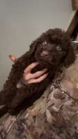 Ralf, a male Cavapoo for sale in Lonsdale, MN – 2 of 5