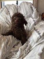 Ralf, a male Cavapoo for sale in Lonsdale, MN – 5 of 5