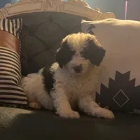 Oreo, a male Goldendoodle for sale in Lonsdale, MN – Photo 2 of 2