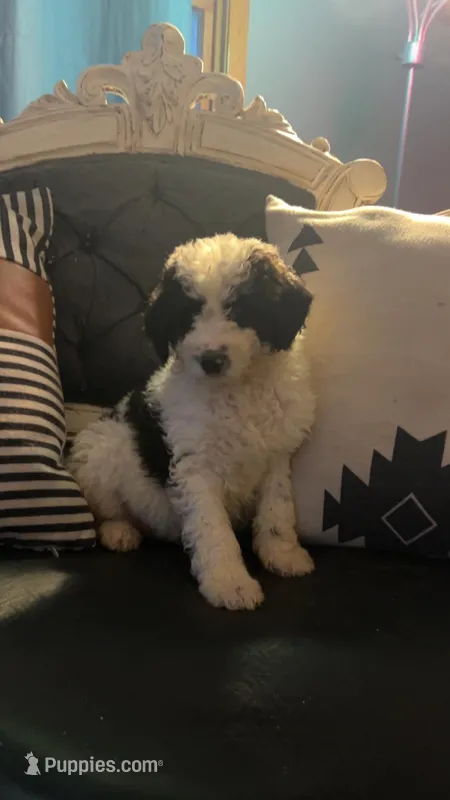 Oreo, a male Goldendoodle for sale in Lonsdale, MN – Photo 1 of 2