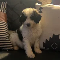 Oreo, a male Goldendoodle for sale in Lonsdale, MN – Photo 1 of 2