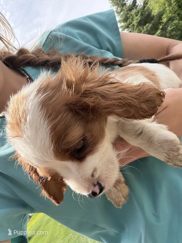 Angel, a female Cavapoo for sale in Lonsdale, MN – 1 of 3