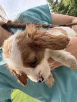 Angel, a female Cavapoo for sale in Lonsdale, MN – 1 of 3