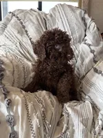 Ralf, a male Cavapoo for sale in Lonsdale, MN – 4 of 5