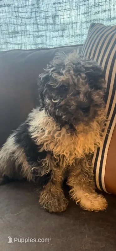 Muffin, a female Goldendoodle for sale in Lonsdale, MN – Photo 1 of 2