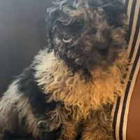 Muffin, a female Goldendoodle for sale in Lonsdale, MN – Photo 1 of 2