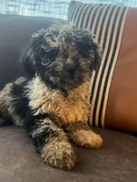 Muffin, a female Goldendoodle for sale in Lonsdale, MN – Photo 2 of 2