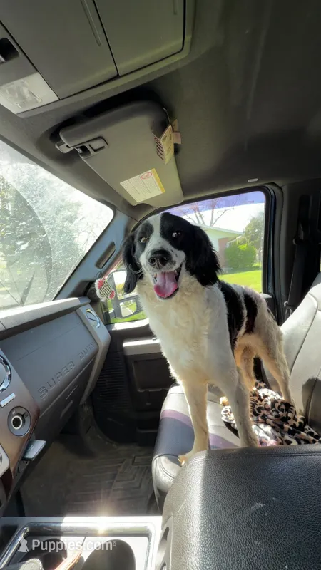 Harley – Australian Shepherd puppy for sale in Lonsdale, MN