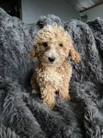 Winston , a male Cavapoo for sale in Lonsdale, MN – 5 of 9