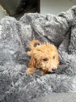 Misty, a female Cavapoo for sale in Lonsdale, MN – 2 of 6