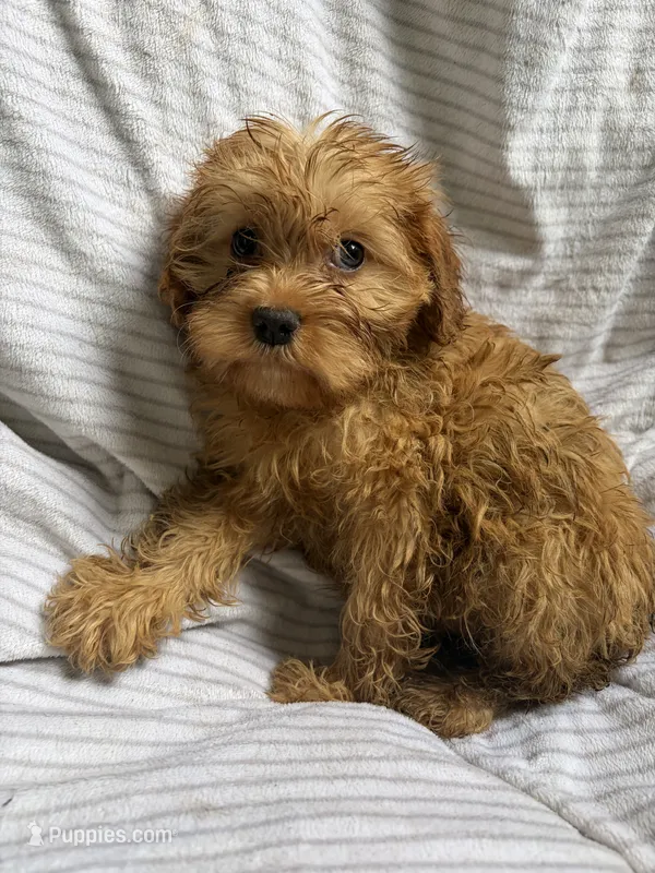 Roxie  – Cavapoo puppy for sale in Lonsdale, MN