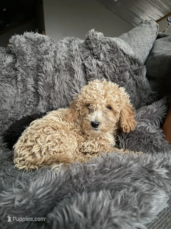 Winston  – Cavapoo puppy for sale in Lonsdale, MN