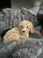 Winston , a male Cavapoo for sale in Lonsdale, MN – 1 of 9