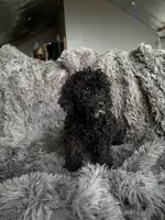 Cody , a male Cavapoo for sale in Lonsdale, MN – 4 of 6
