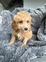 Misty, a female Cavapoo for sale in Lonsdale, MN – 5 of 6
