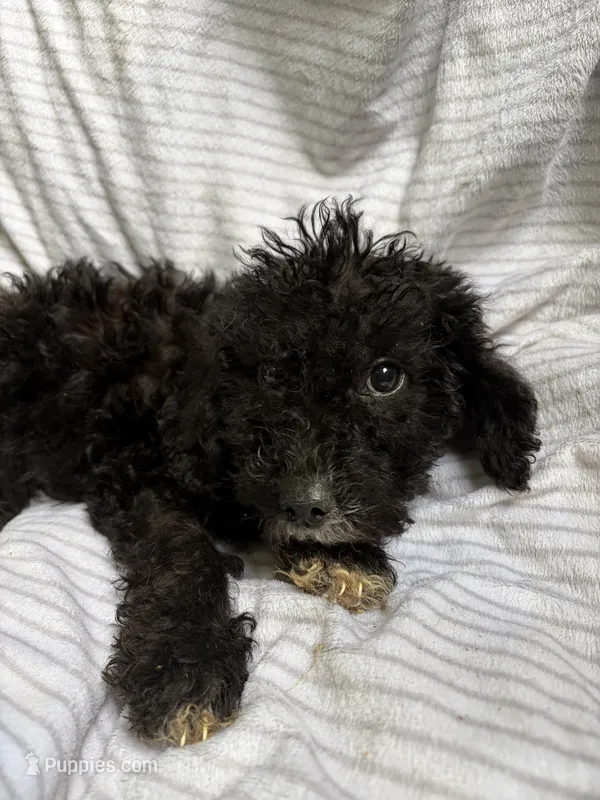Jack – Miniature Goldendoodle puppy for sale in Lonsdale, MN
