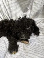 Jack, a male Miniature Goldendoodle for sale in Lonsdale, MN – 1 of 4
