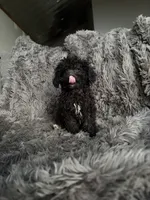 Dottie, a female Cavapoo for sale in Lonsdale, MN – 5 of 8