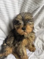 Koda, a male Cavapoo for sale in Lonsdale, MN – 4 of 5