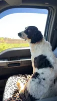 Harley, a female Australian Shepherd for sale in Lonsdale, MN – 2 of 6