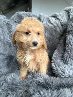 Misty, a female Cavapoo for sale in Lonsdale, MN – 3 of 6