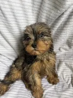 Koda, a male Cavapoo for sale in Lonsdale, MN – 5 of 5