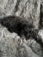 Dottie, a female Cavapoo for sale in Lonsdale, MN – 6 of 8