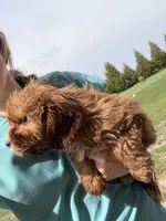 Ace, a male Cavapoo for sale in Lonsdale, MN – 2 of 5