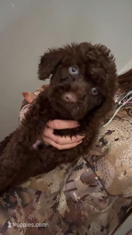 Ralf – Cavapoo puppy for sale in Lonsdale, MN